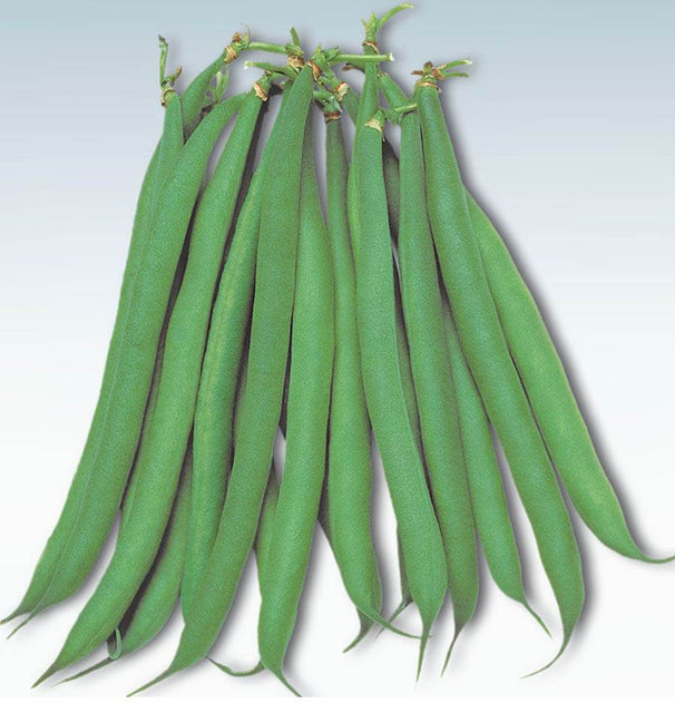 Masai Bush Bean Seeds